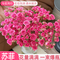 与花同行 基地直发 多头玫瑰鲜花