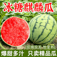 甜果源 8424麒麟西瓜 4.1-5斤 脆甜薄皮冰糖西瓜