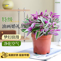 开时果 油画婚礼吊兰 A级原盆栽 室内阳台绿植