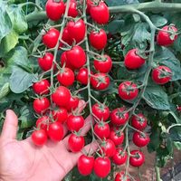 芭芽 矮生小番茄苗 带花四季圣女果盆栽