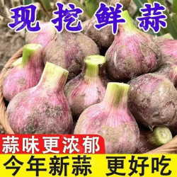 薏品甄鲜 新鲜紫皮大蒜 新蒜  净重5斤