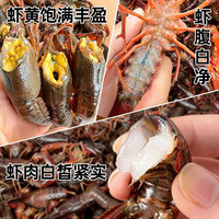 海仙津 鲜活 小龙虾 全网好价 大号 小龙虾4-6钱 5斤(保活净重)