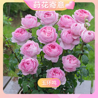 天狼 【520】天狼月季 玉环鸣 自育大花浓香耐热灌木阳台花卉盆栽