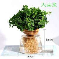 花耀飞 薄荷盆栽 水培可食用 1盆