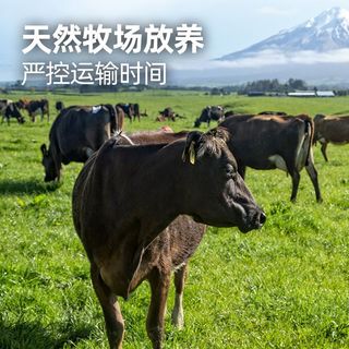 大希地 整切西冷牛排 500g 牛肉