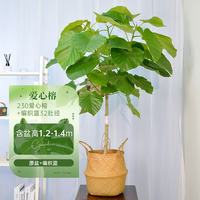 海蒂的花园 爱心榕盆栽+织篮 230cm高32cm肚径