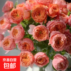 京喜 火灵鸟 玫瑰花苗老桩盆栽 特大花卉 四季开花