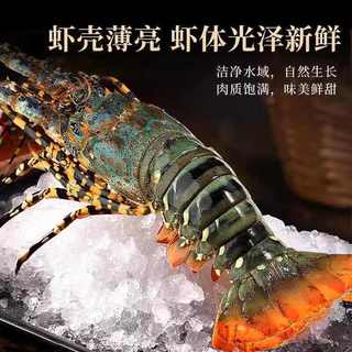 百库 海捕速冻小青龙虾 8两-1.2斤*2只