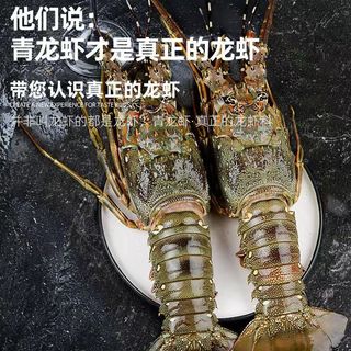 百库 海捕速冻小青龙虾 8两-1.2斤*2只