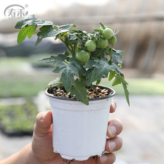 寿禾 红矮生番茄苗 带果1盆 种子