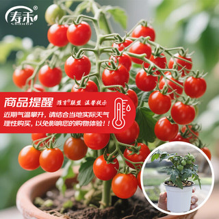 寿禾 红矮生番茄苗 带果1盆 种子