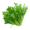  绿食者 苦菊