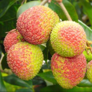 Joy Tree 海南妃子笑荔枝 4.5斤 彩箱装