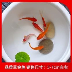 纯种凤尾大红草金鱼小锦鲤打氧淡水观赏鱼苗好养耐活自来水冷水鱼