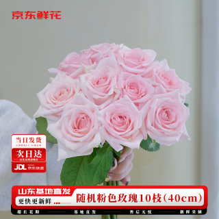 京东鲜花 玫瑰花 鲜花 10枝 40cm 粉色系