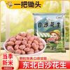 一把锄头1斤5斤现剥新花生米生新货粉皮新鲜大粒白沙花生米不带壳