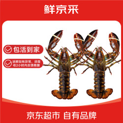 鲜京采 御鲜之王 鲜活大龙虾 单只 2只 450550g