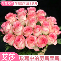 与花同行 限时半小时！艾莎玫瑰 10枝