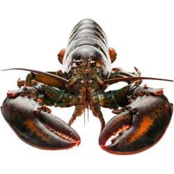 渔传播 鲜活波士顿龙虾 450g*2只