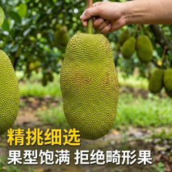 亲佳美 海南老树黄肉菠萝蜜 25-30斤