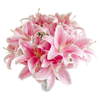 京东鲜花 12朵百合随机色鲜花