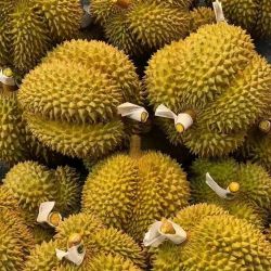 鲜路途 泰国金枕榴莲新鲜应季带壳鲜果大果整个枕头进口水果批发
