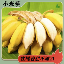 京喜加 小米蕉 软糯香甜 9斤 香蕉