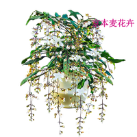 荣郁 垂丝茉莉 带花苞大苗 15-20cm 盆栽