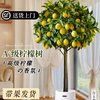 雅致 香水柠檬树 带果 大型绿植盆栽