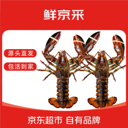鲜京采 Xianjingcai 鲜京采 波士顿龙虾 400-500g/只*2只 保活到家