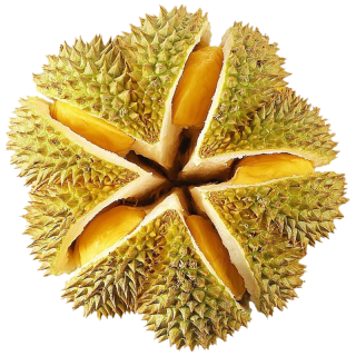 鲜级佳 泰国金枕榴莲 净重2-2.5kg 单果