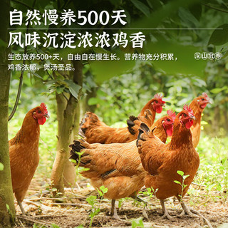密之清田 北京特产油鸡老母鸡