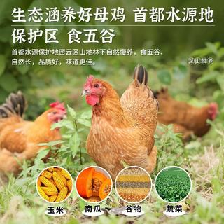 密之清田 北京特产油鸡老母鸡