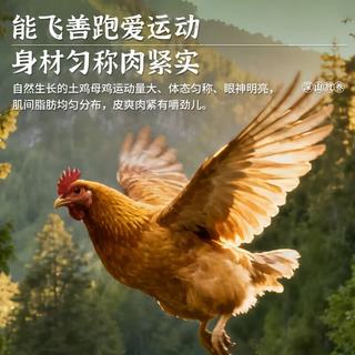 密之清田 北京特产油鸡老母鸡