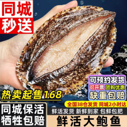海仙津 特大鲜活鲍鱼活鲜生鲜贝类超大2斤年货海鲜其他水产  大号鲜活鲍鱼30-28只 2斤（净重）