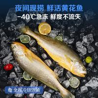 1号会员店 冷冻深海野化三去黄花鱼 800g2条