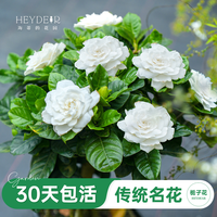 海蒂的花园 栀子花盆栽 浓香型 15cm盆 含盆