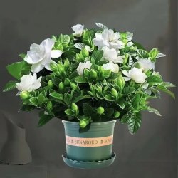 栀子花盆栽花卉植物室内阳台水培绿植浓香型树苗四季好养 90栀子花