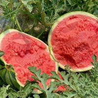 甜果源 8424麒麟西瓜 4.1-5斤 脆甜薄皮冰糖西瓜