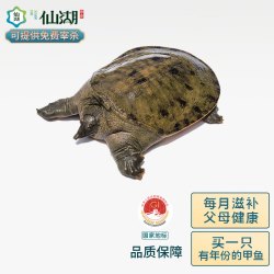 仙湖 汉寿鲜活甲鱼 仿野外生长生态水库团鱼中华鳖脚鱼王八 3斤6年仙湖甲鱼*一只