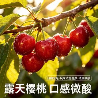 山姆大叔 国产山东大樱桃 A+特级果 22-24mm 10斤