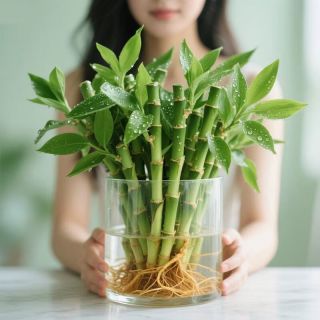 沭之美 水培 &植物富贵竹 &水培富贵竹10枝15-20cm 源头直发