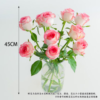 国家补贴：京喜 顺丰冷链玫瑰10枝装云南鲜花直发节日鲜花礼物花束家用礼物 爱莎玫瑰10枝
