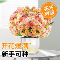 临雅 长寿花变色龙 大花盆栽 四季开花 带花苞