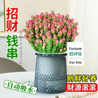 雨不停 钱串子多肉植物 室内盆栽 大株 10-15cm