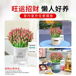 雨不停 钱串子多肉植物 室内盆栽 大株 10-15cm