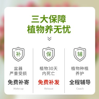 雨不停 钱串子多肉植物 室内盆栽 大株 10-15cm