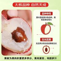 京鲜生 广东黑叶荔枝 带枝叶 4.5-5斤