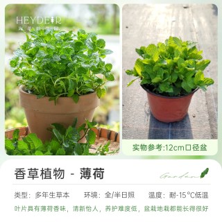 海蒂的花园 香草薄荷迷迭香盆栽 12cm含盆