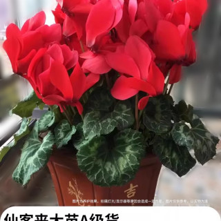 风畔 仙客来14 仙客来盆栽 120# 高30cm 中国红